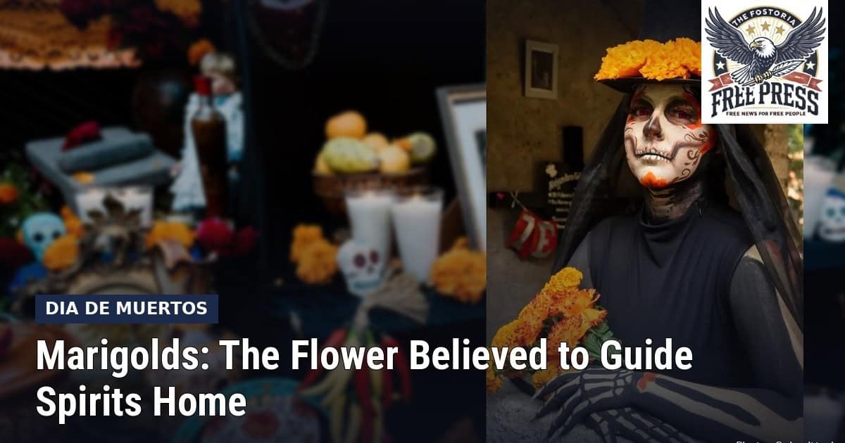 Fostoria News: A woman in La Catrina makeup holds orange cempasuchil marigolds beside a Day of the Dead altar, with headline: Marigolds: The Flower Believed to Guide Spirits Home